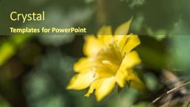  Presentation with flowers - Colorful presentation theme enhanced with native-species-of-yellow-gentiana backdrop and a tawny brown colored foreground