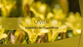  Presentation with flowers - Audience pleasing slides consisting of native-species-of-yellow-gentiana backdrop and a gold colored foreground