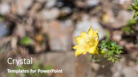  Presentation with flowers - Theme having native-species-of-yellow-gentiana background and a coral colored foreground
