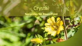  Presentation with flowers - Audience pleasing PPT layouts consisting of native-species-of-yellow-gentiana backdrop and a tawny brown colored foreground