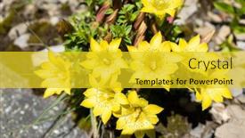  Presentation with flowers - Slide deck featuring native-species-of-yellow-gentiana background and a yellow colored foreground