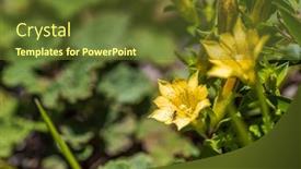  Presentation with flowers - Cool new PPT theme with native-species-of-yellow-gentiana backdrop and a tawny brown colored foreground