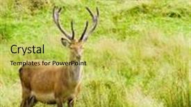  Presentation with deer - Slide set consisting of native wild red deer stag feeding and watching background and a yellow colored foreground