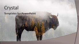  Presentation with bison - Amazing PPT theme having nativity silhouette - double exposure of a wild backdrop and a light gray colored foreground