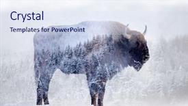  Presentation with bison - Slide set consisting of nativity silhouette - double exposure of a wild background and a sky blue colored foreground