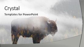  Presentation with bison - Beautiful slide deck featuring nativity silhouette - double exposure of a wild backdrop and a white colored foreground