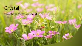  Presentation with pink flowers - Presentation theme enhanced with nativity star - meadow pink sabatia campestris flowers background and a yellow colored foreground
