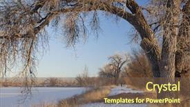  Presentation with cottonwood trees - Cool new slides with natural area trail along frozen lake framed by large cottonwood trees winter scenery with distant person walking dogs fort collins colorado backdrop and a tawny brown colored foreground