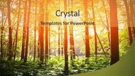  Presentation with beautiful green - Presentation having natural areas - beautiful green forest background and a  colored foreground