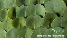  Presentation with eucalyptus leaves - Amazing PPT theme having natural-backdrop-from-close-up backdrop and a tawny brown colored foreground