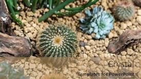  Presentation with cactus - Beautiful presentation design featuring natural-background-cactus-close-up backdrop and a coral colored foreground