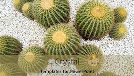  Presentation with cactus - Audience pleasing slides consisting of natural-background-cactus-close-up backdrop and a yellow colored foreground