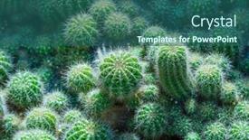  Presentation with cactus - Slides consisting of natural-background-cactus-close-up background and a ocean colored foreground
