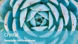  Presentation with succulent - Audience pleasing theme consisting of natural background cactus succulent plant backdrop and a teal colored foreground