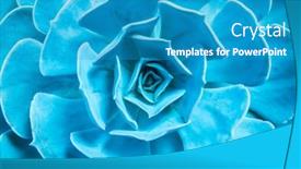  Presentation with succulent - Presentation theme consisting of natural-background-cactus-succulent-plant background and a teal colored foreground