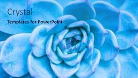 Presentation with succulent - Beautiful slide deck featuring natural-background-cactus-succulent-plant backdrop and a cyan colored foreground