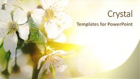  Presentation with cherry blossoms of tokyo - Beautiful theme featuring natural background for design backdrop and a cream colored foreground