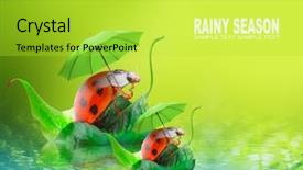  Presentation with rainy days season - Amazing slide deck having natural background from rainy season backdrop and a yellow colored foreground