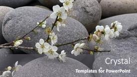  Presentation with sakura - Slides consisting of natural-background-of-a-pile background and a gray colored foreground