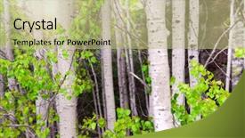  Presentation with tree - PPT layouts enhanced with natural background of aspen tree background and a  colored foreground