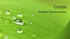  Presentation with india green natural - Amazing slide deck having natural background of green plant backdrop and a yellow colored foreground