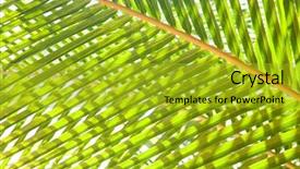  Presentation with palm tree - Audience pleasing slide set consisting of natural background of palm tree backdrop and a gold colored foreground