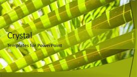  Presentation with nature big tree - Cool new PPT theme with natural background of palm tree backdrop and a gold colored foreground