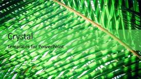  Presentation with palm tree - Amazing presentation design having natural background of palm tree backdrop and a seafoam green colored foreground