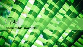  Presentation with nature big tree - Slides with natural background of palm tree background and a seafoam green colored foreground