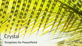  Presentation with nature big tree - PPT theme having natural background of palm tree background and a blonde colored foreground