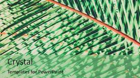  Presentation with palm oil seeds of tree - Colorful presentation design enhanced with natural background of palm tree backdrop and a seafoam green colored foreground