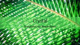  Presentation with palm tree - Slide deck with natural background of palm tree background and a seafoam green colored foreground