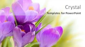  Presentation with white flowers - Colorful presentation theme enhanced with natural-background-of-spring-crocuses backdrop and a white colored foreground