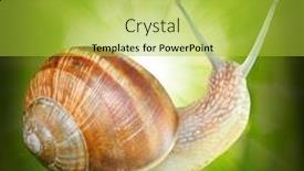  Presentation with snail - Cool new slide set with natural-background-with-edible-snail backdrop and a yellow colored foreground