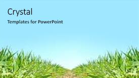  Presentation with wheat growing - Theme enhanced with young wheat seedlings growing background and a white colored foreground