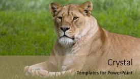  Presentation with behaviour - Colorful slides enhanced with natural behaviour of young female backdrop and a coral colored foreground