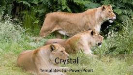  Presentation with animal behaviour - Theme consisting of natural behaviour of young female background and a coral colored foreground