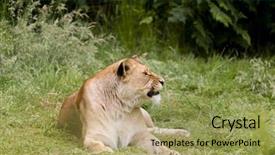  Presentation with behaviour - PPT theme having natural behaviour of young female background and a yellow colored foreground