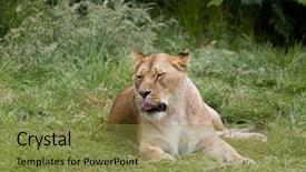  Presentation with behaviour - Presentation design featuring natural behaviour of young female background and a gold colored foreground