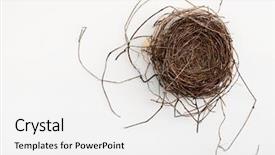  Presentation with bird - PPT theme with natural bird nest on white background and a white colored foreground