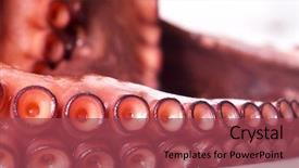  Presentation with octopus - Audience pleasing theme consisting of natural calamaties - boiled octopus close-up backdrop and a violet colored foreground