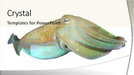  Presentation with nile tilapia fish - PPT layouts featuring natural calamaties - cuttlefish fish isolated on white background and a soft green colored foreground