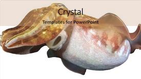  Presentation with octopus on isolated white - Cool new presentation theme with natural calamaties - cuttlefish isolated on white background backdrop and a coral colored foreground
