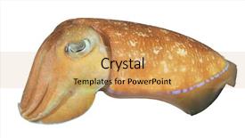  Presentation with fish groper - Colorful presentation design enhanced with natural calamaties - cuttlefish isolated pharaoh cuttle fish backdrop and a yellow colored foreground