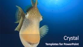  Presentation with fish - Beautiful theme featuring natural calamaties - fish portrait yellowmargin triggerfish backdrop and a navy blue colored foreground