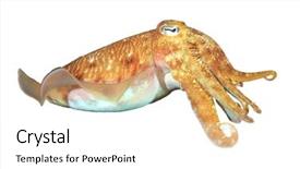  Presentation with live - Presentation with natural calamaties - live cuttlefish sepia fish isolated background and a white colored foreground