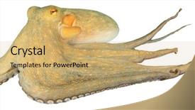  Presentation with reef octopus underwater - Amazing slides having natural calamaties - living octopus underwater isolated backdrop and a yellow colored foreground