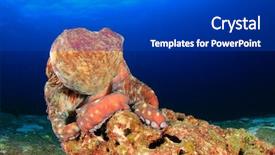  Presentation with reef octopus underwater - Presentation having natural calamaties - octopus on coral reef underwater background and a  colored foreground