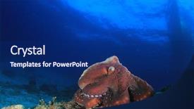  Presentation with octopus - Beautiful presentation featuring natural calamaties - octopus on coral reef backdrop and a  colored foreground