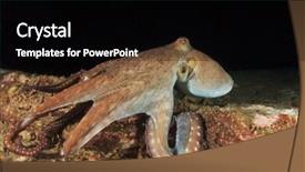  Presentation with octopus - PPT theme enhanced with natural calamaties - octopus background and a  colored foreground